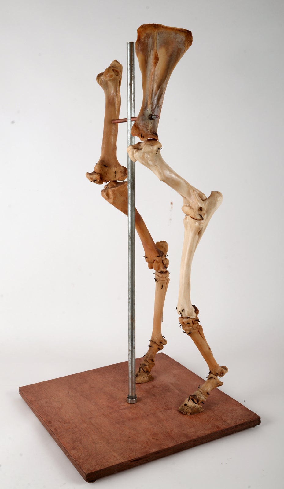 While we don't know the true origin of this very unusual assemblage it has been suggested that it may have come from a veterinary school. None of the bones seem be from the same animal but the overall look and feel are somewhat believable as though