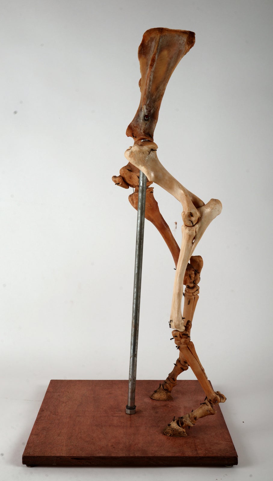 Wood Dancing Bones Sculpture
