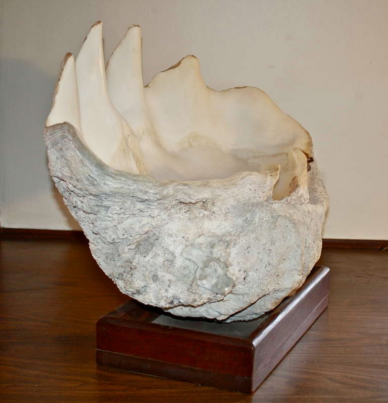 T. Gigas - Giant Clam Shell 3