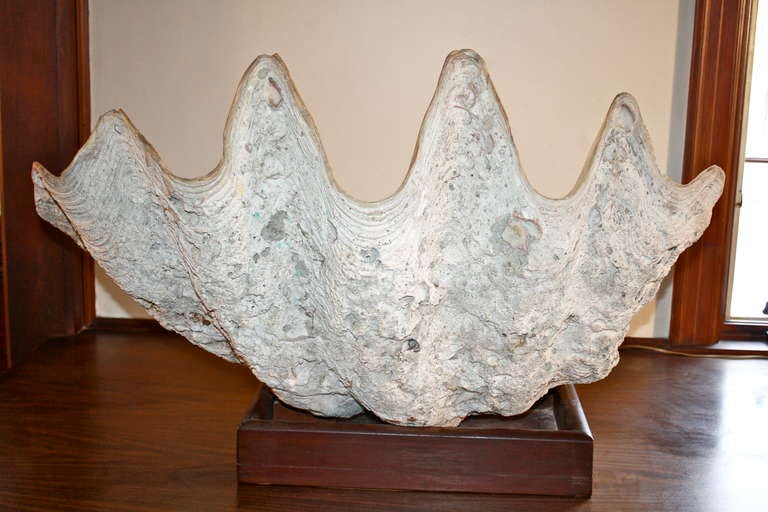 19th Century T. Gigas - Giant Clam Shell
