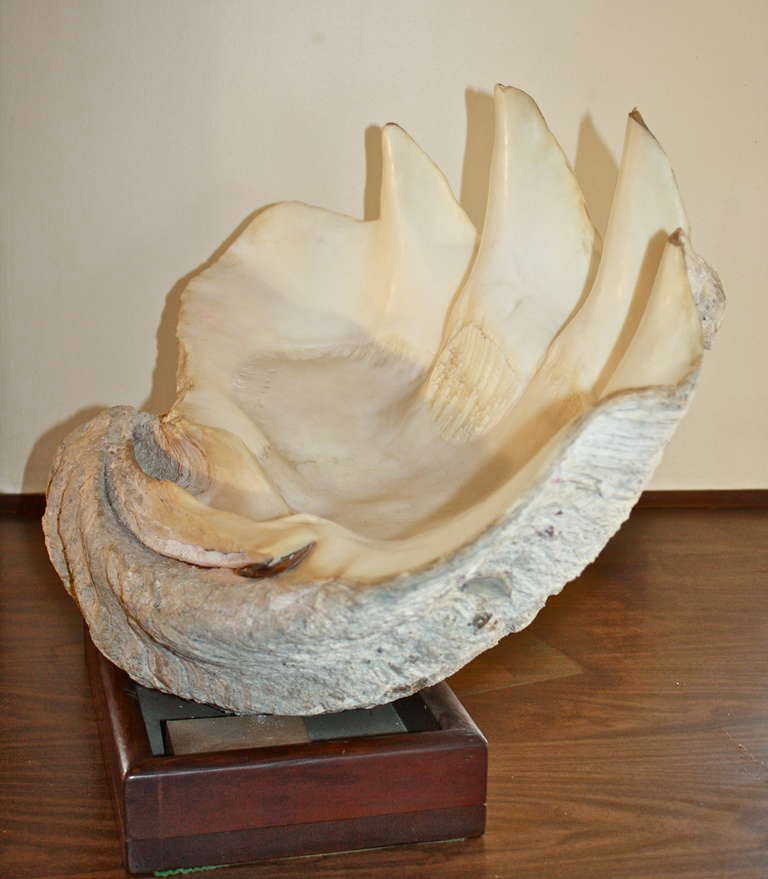 T. Gigas - Giant Clam Shell In Excellent Condition In Woodbury, CT