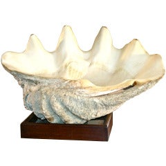 Antique T. Gigas - Giant Clam Shell