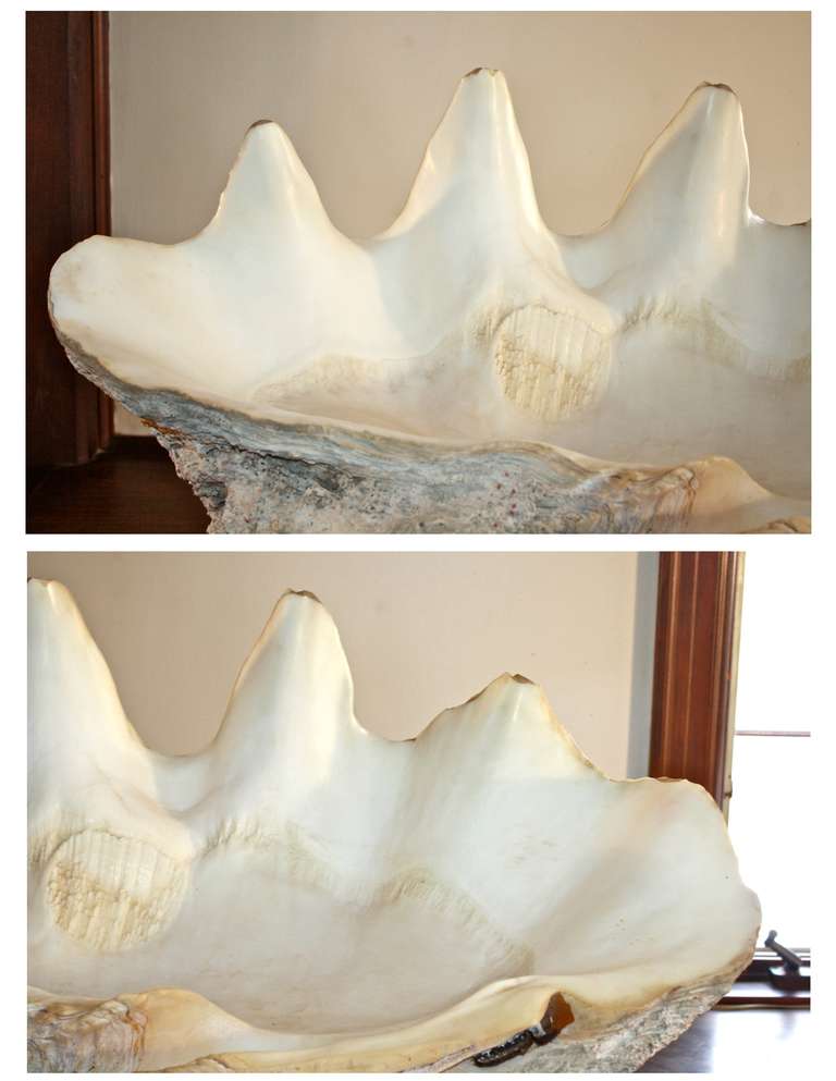 T. Gigas - Giant Clam Shell 4