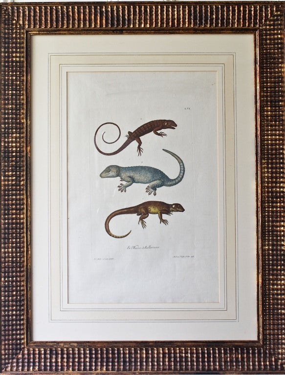 Plates numbered: L.VI., L.VII., and L.IX.  Hand-colored engravings of reptiles.
Matted and framed in gilded chip-carved Tramp Art manner frames.
Georg Wolfgang Knorr (1705-1761), B. R. Dietzschin, Christian Leinberger, J.C. Keller, C.N. Kleeman et