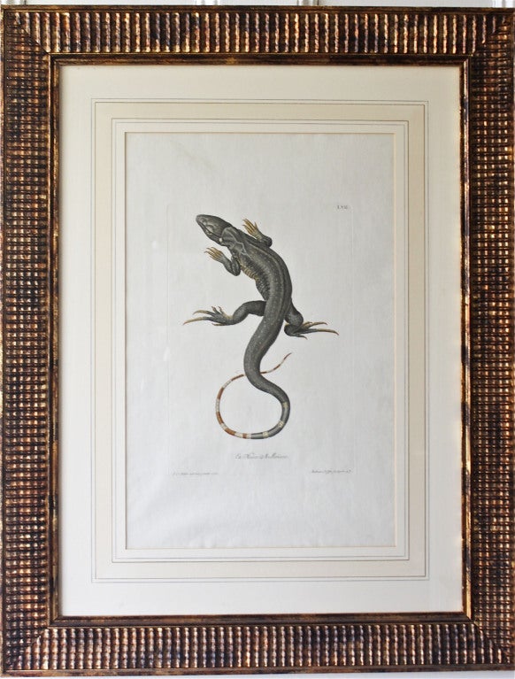 German TRIO of G. W. Knorr Zoological Engravings   Ex: Museo Mulleriano For Sale