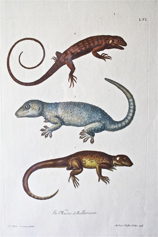 TRIO of G. W. Knorr Zoological Engravings   Ex: Museo Mulleriano In Excellent Condition For Sale In Woodbury, CT