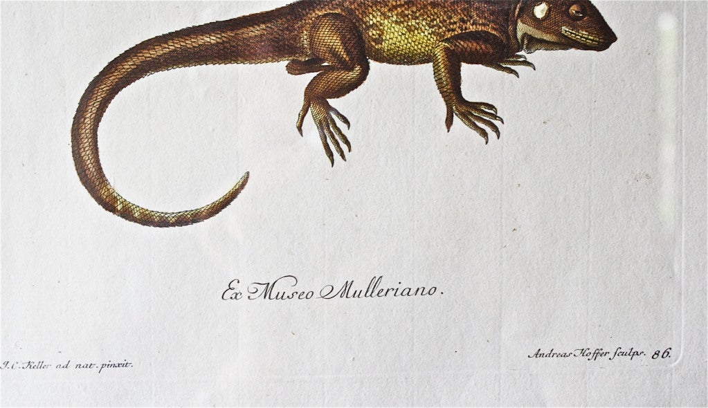 TRIO of G. W. Knorr Zoological Engravings   Ex: Museo Mulleriano For Sale 2