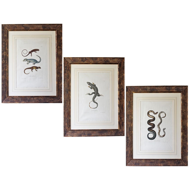 TRIO of G. W. Knorr Zoological Engravings   Ex: Museo Mulleriano For Sale