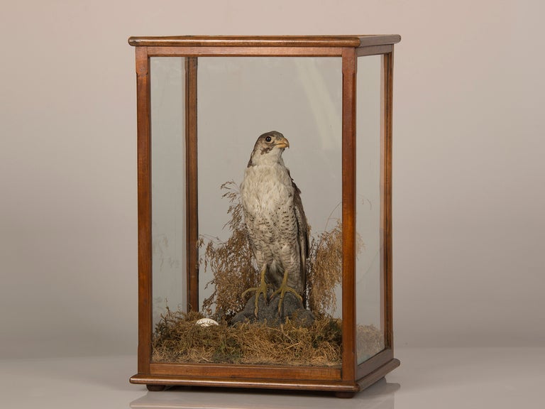 Receive our new selections direct from 1stdibs by email each week. Please click Follow Dealer below and see them first!

A wonderful example of an antique English taxidermy specimen, circa 1870. This rare hunting bird of the falcon family is