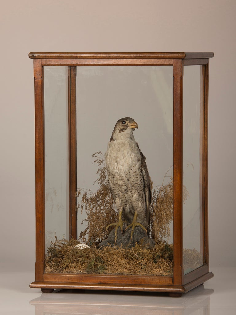 falcon taxidermy