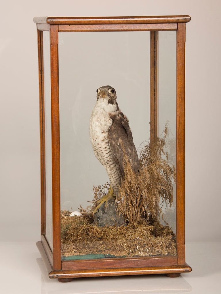 Antique English Mounted Taxidermy Falcon Bird in Original Case, 1870 In Excellent Condition In Houston, TX