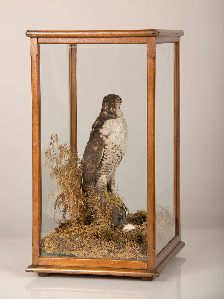 19th Century Antique English Mounted Taxidermy Falcon Bird in Original Case, 1870