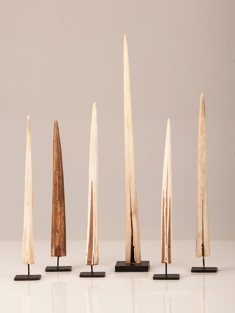 A set of six custom mounted sawfish blade tips assembled as part of a naturalist's private collection in Holland c.1900. They are each a different size with the dimensions listed below being the largest. The price is for the set.