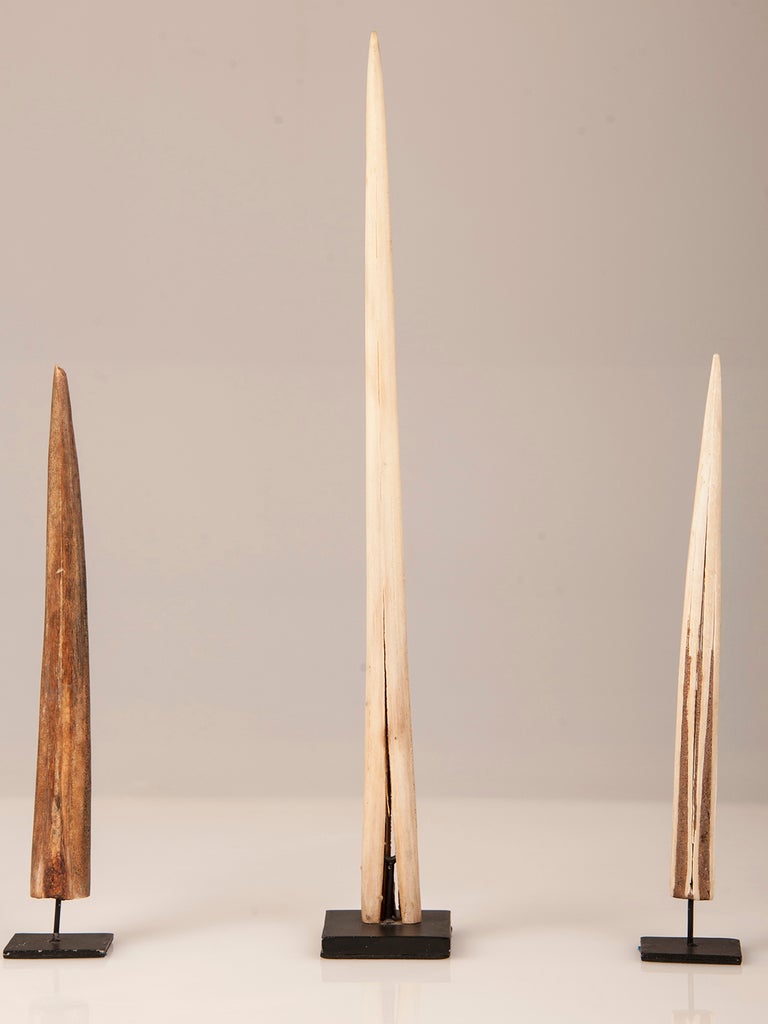 20th Century Set Six Sawfish Rostrum Blades on Custom Mounts, Holland c. 1900.