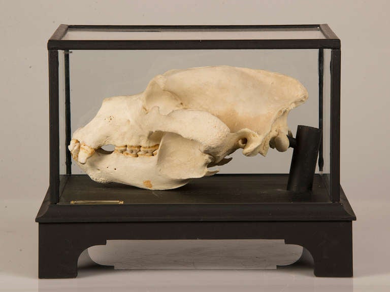 bear skull mount
