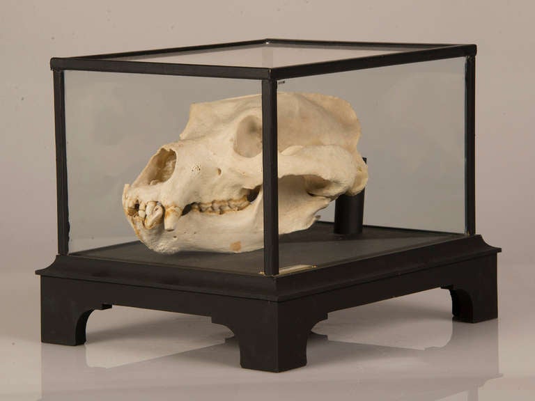 Receive our new selections direct from 1stdibs by email each week. Please click Follow Dealer below and see them first!

A substantial, boldly mounted bear skull encased in a custom glass box with a wooden frame. The aggressive nature of this