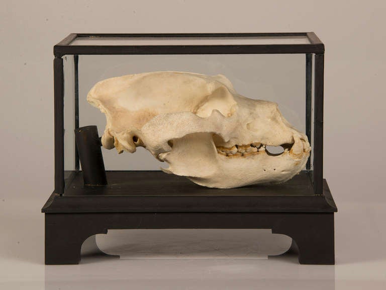 Organic Modern Boldly Mounted Bear Skull, Holland circa 1940, Original Label