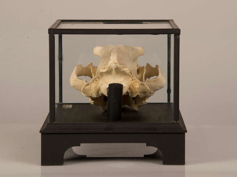 Dutch Boldly Mounted Bear Skull, Holland circa 1940, Original Label