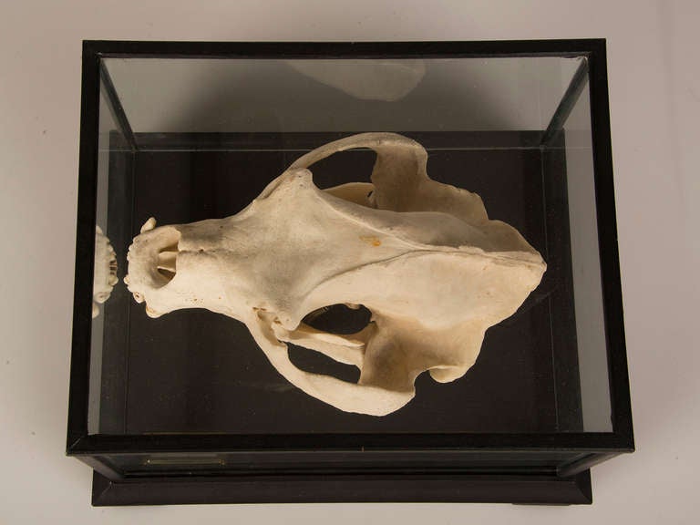 Boldly Mounted Bear Skull, Holland circa 1940, Original Label In Excellent Condition In Houston, TX