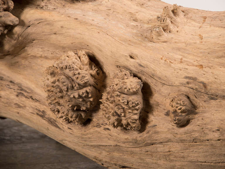 French Burled Walnut Tree Trunk Sculpture, Found in France, circa 1900