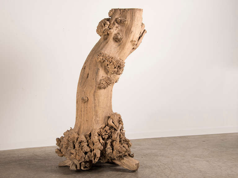 Burled Walnut Tree Trunk Sculpture, Found in France, circa 1900 at 1stdibs