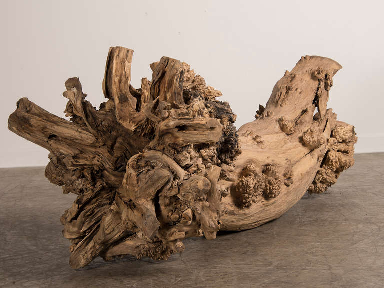 Burled Walnut Tree Trunk Sculpture, Found in France, circa 1900 3