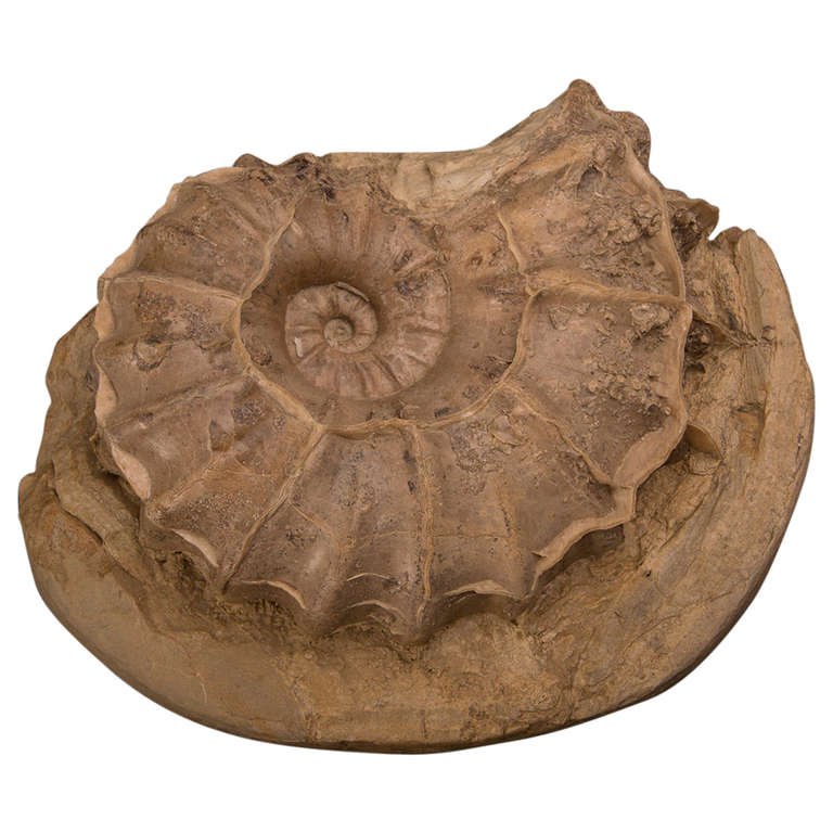 Large Petrified Ammonite Fossil at 1stdibs