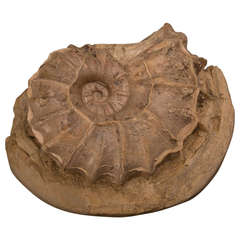 Large Petrified Ammonite Fossil