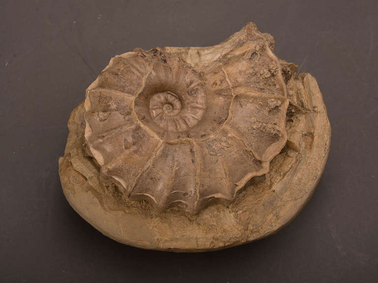 Large petrified ammonite fossil. Ammonites are perhaps the most widely known fossil, possessing the typically ribbed spiral-form shell as pictured. These creatures lived in the seas between 240 - 65 million years ago, when they became extinct along