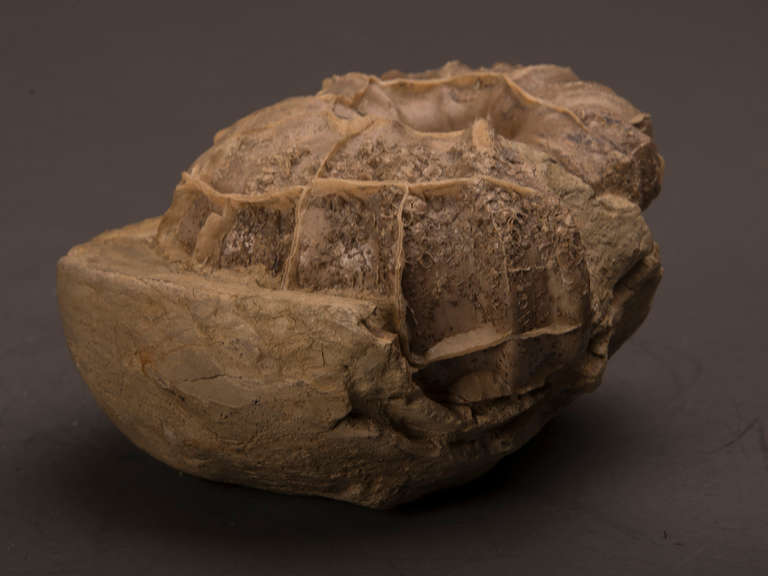 Large Petrified Ammonite Fossil at 1stdibs