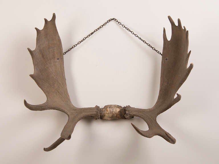 Huge European Elk Antler Rack, Ireland c.1860