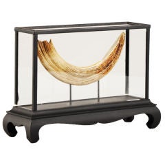 Rare and boldly mounted hippopotamus tusk in a glass case