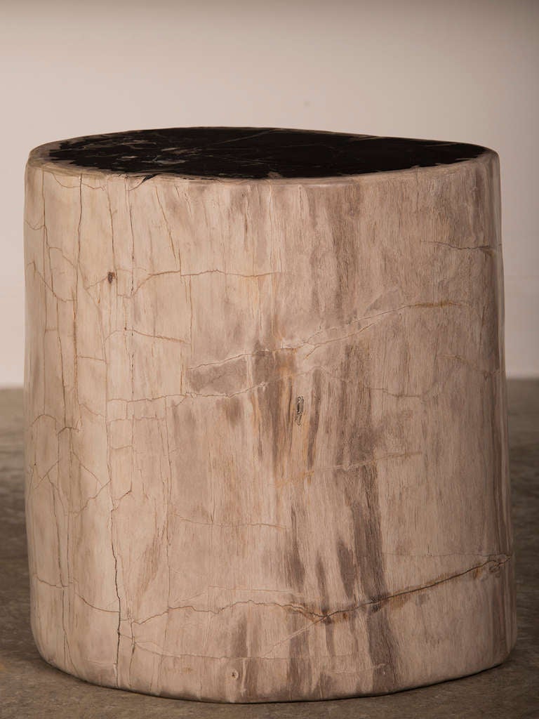 18th Century and Earlier Petrified Wood Tree Trunk Side Table from Indonesia