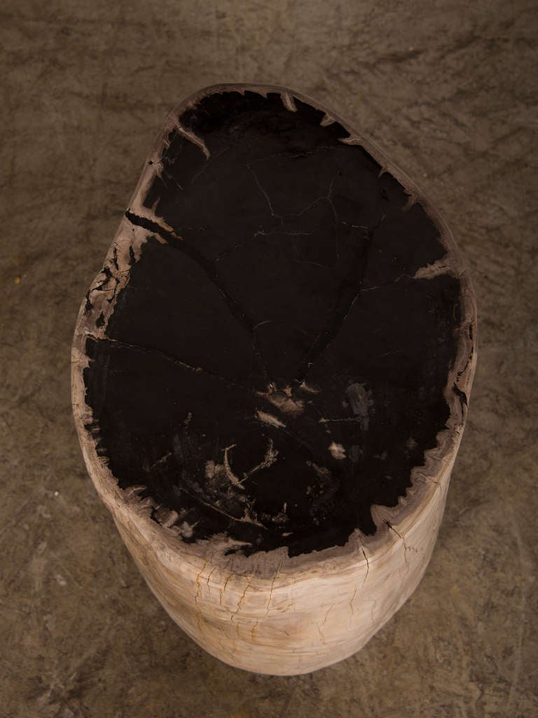 Petrified Wood Tree Trunk Side Table from Indonesia 2