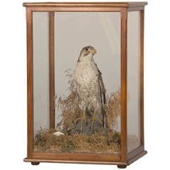 Antique English Mounted Taxidermy Falcon Bird in Original Case, 1870