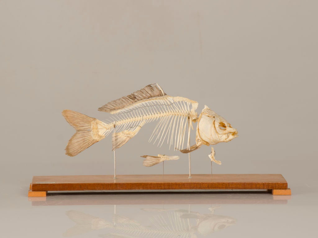 The skeleton of a fish from Poland c.1960