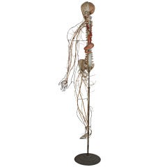 Vintage Clay-Adams Medical Anatomy Model