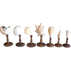Seashell Fragments on Wooden Stands