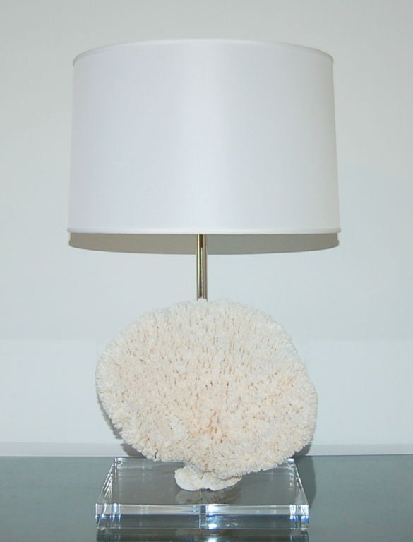Beautiful table coral specimen harvested 40 years ago and made into a table lamp. We mounted this on a thick rectangle of Lucite, and used nickel plated hardware. The double cluster allows two lights to focus down onto the coral.

The lamp