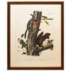 Antique Large Color Lithograph by J. W. Audubon