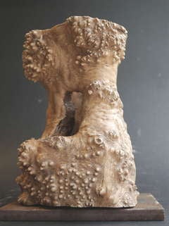 A  Hollow Segment from the rare bobble tree