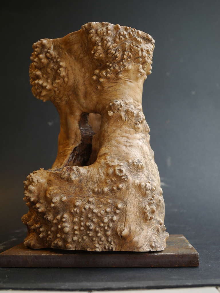 Segment from the Rare Bubble Tree