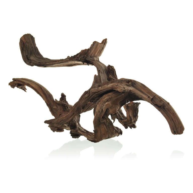 This stunning piece of driftwood is a fine example of Mother Natures art. Battered and twisted by the ocean, this large dramatic wood fragment appears to have once been part of a tree root. The wind swept shape and sensuous curves are the results of