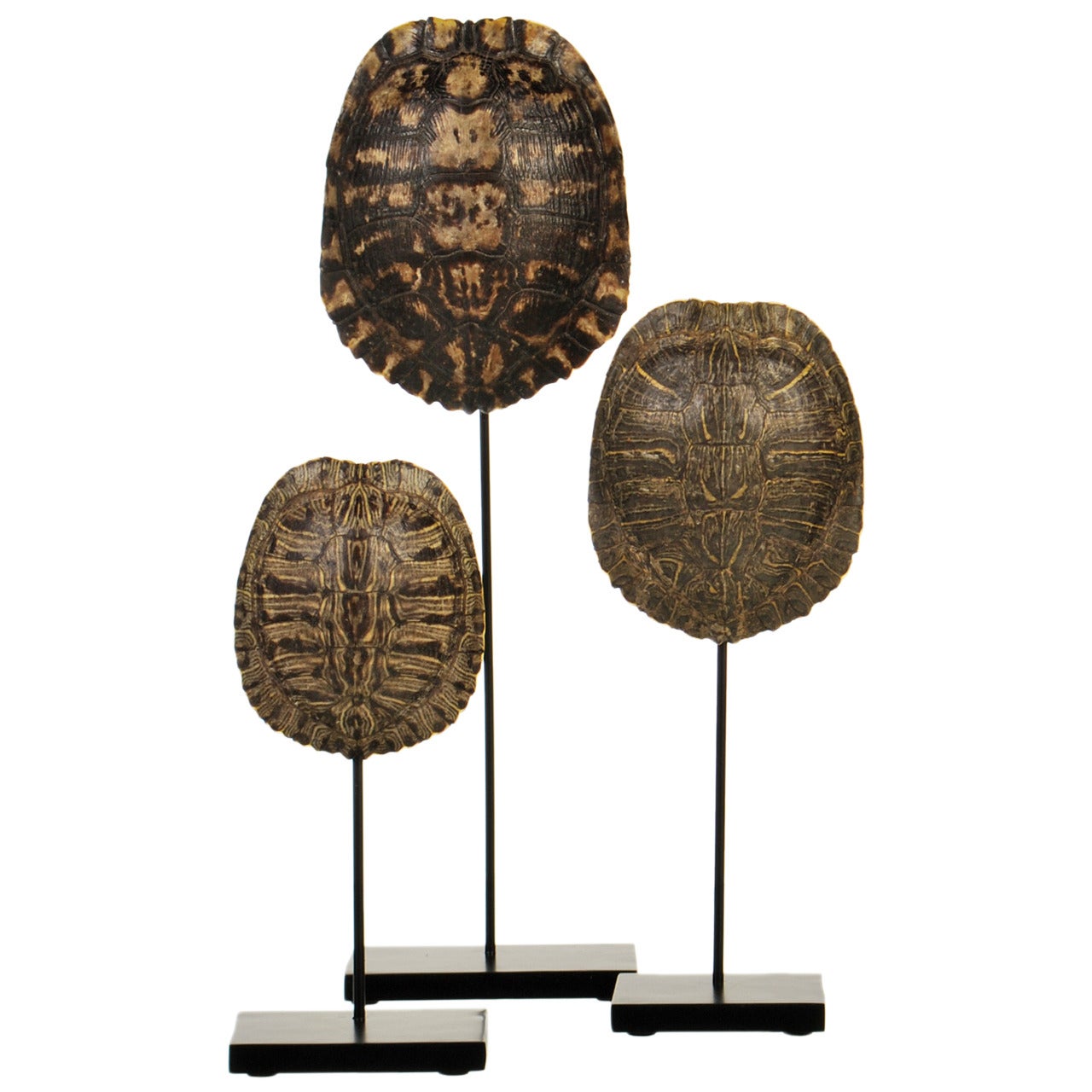 Collection of Authentic Turtle Shells on Steel Display Stands