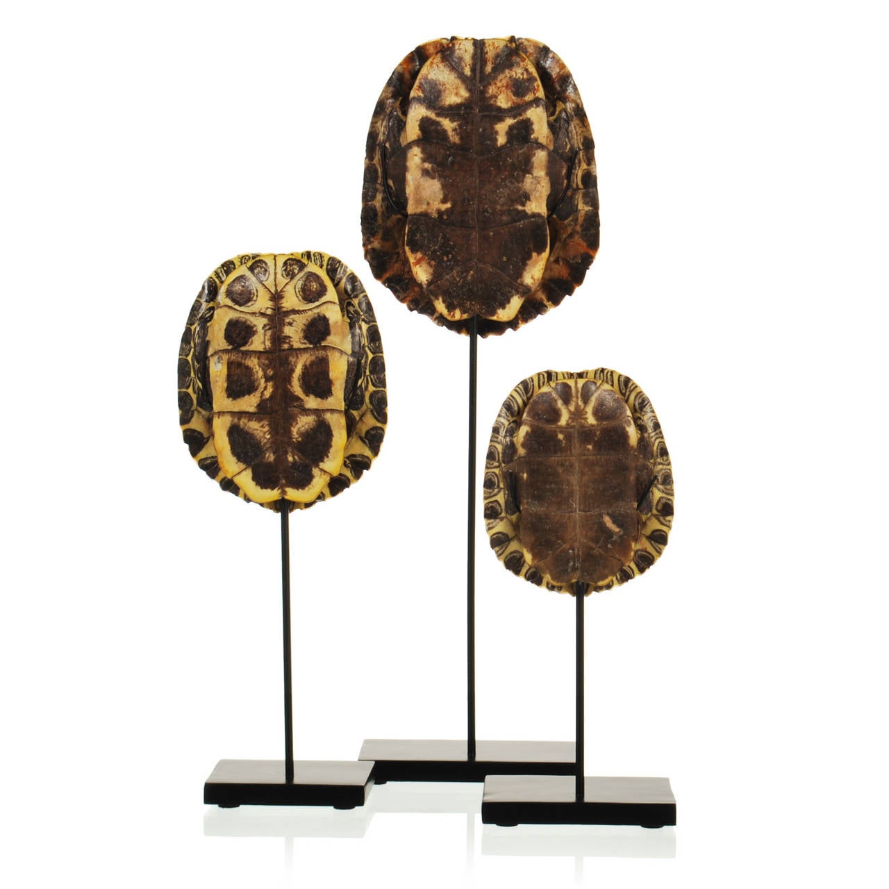 This is very nice collection of authentic, non-endangered, red-eared slider turtle shells on custom-made steel display stands. The turtle shells slip into place on each stand, and are not permanently attached. Each turtle shell can be swapped