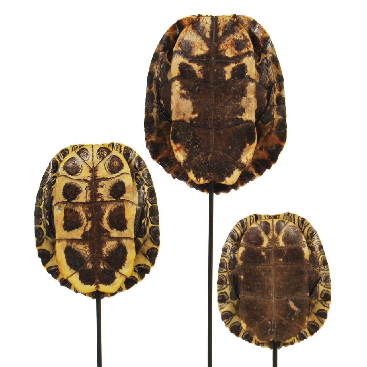 Adirondack Collection of Authentic Turtle Shells on Steel Display Stands