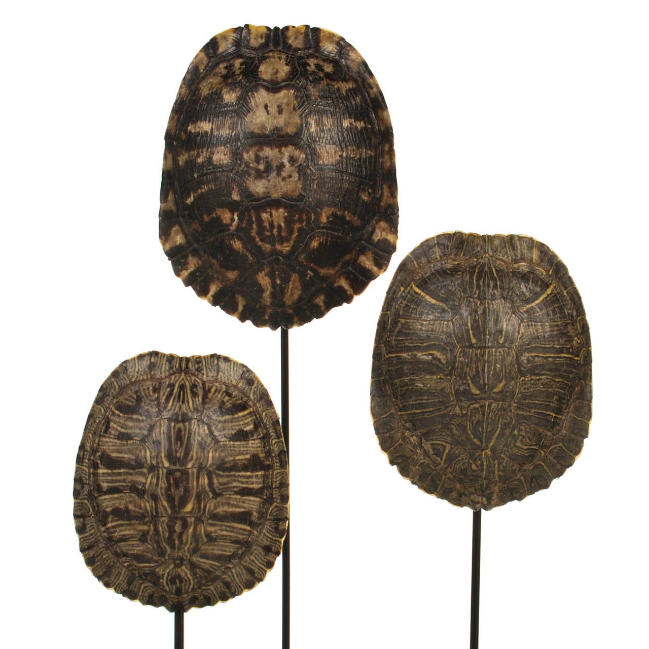 American Collection of Authentic Turtle Shells on Steel Display Stands
