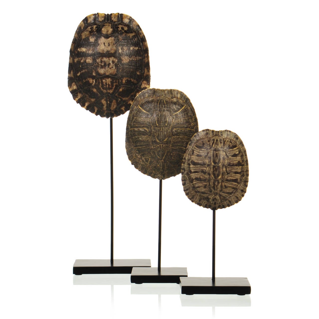 Collection of Authentic Turtle Shells on Steel Display Stands In Excellent Condition In Dallas, TX