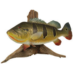 Large Peacock Bass Fish Mount with Driftwood