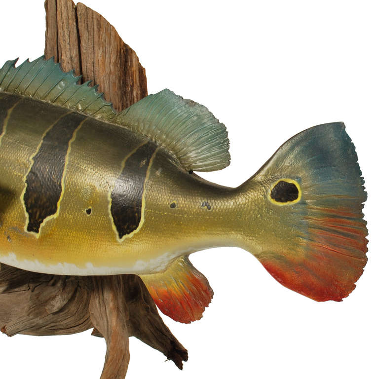 Large Peacock Bass Fish Mount with Driftwood 3